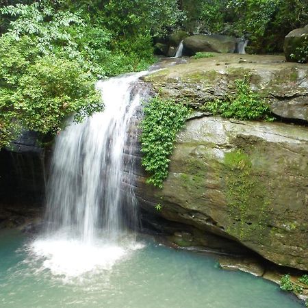 Buderim Forest Hideaway Εξωτερικό φωτογραφία